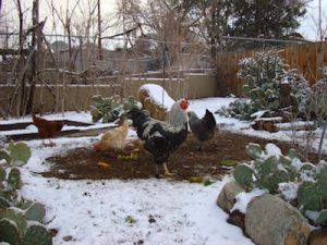 Chickens In Snow