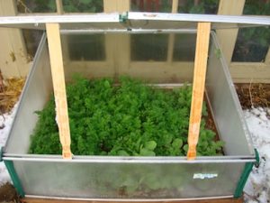 Cold Frame Open