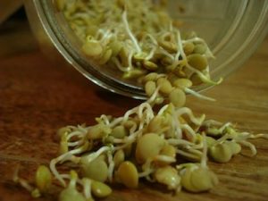 Raw Fresh Green Lentil Sprouts
