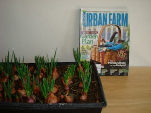 Urban Farm Magazine with Onions